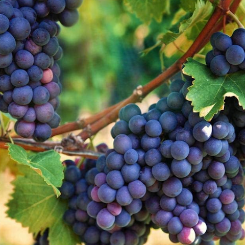 AI Vine Scanner by Oke Media